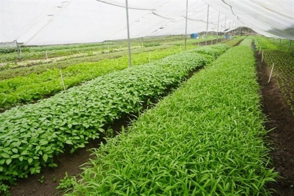 Bón Phân Cho Rau ăn Lá – Trồng Rau Sạch Năng Suất Nhất