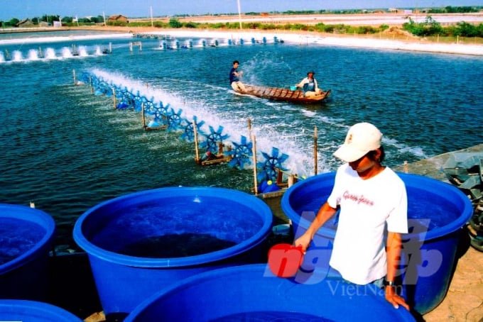 watermark_anh-1-1459_20211214_441.jpg Hiện nay, nhiều nông dân đã chuyển sang ứng dụng các chế phẩm sinh học để nuôi tôm, mang lại những hiệu quả rất tốt. Ảnh: Lê Hoàng Vũ.