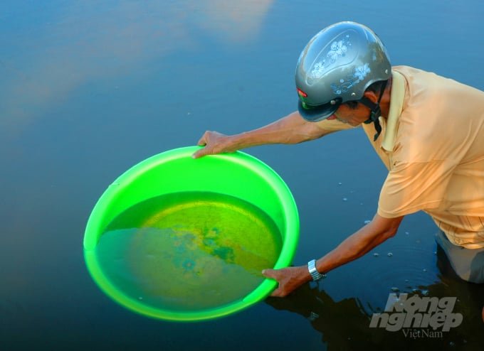 watermark_anh-2-1459_20211214_840.jpg Sử dụng chế phẩm sinh học để gây màu nước trước khi thả giống nuôi là khâu không thể thiếu bởi việc gây màu nước tạo điều kiện cho sinh vật có lợi phát triển. Ảnh: Lê Hoàng Vũ.