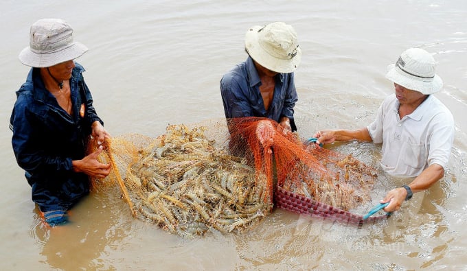 watermark_anh-3-1459_20211214_73.jpg Sử dụng sản phẩm sinh học trong nuôi tôm sẽ giúp tôm ít bệnh, mau lớn, cho năng suất khá ổn định. Ảnh: Lê Hoàng Vũ.